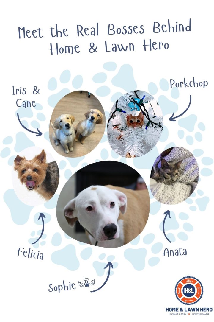Meet the Home & Lawn Hero pet family: Iris and Cane, Porkchop, Felicia, Sophie, and Anata. A fun collage introducing the pets who inspire our pet-friendly lawn care and handyman services.